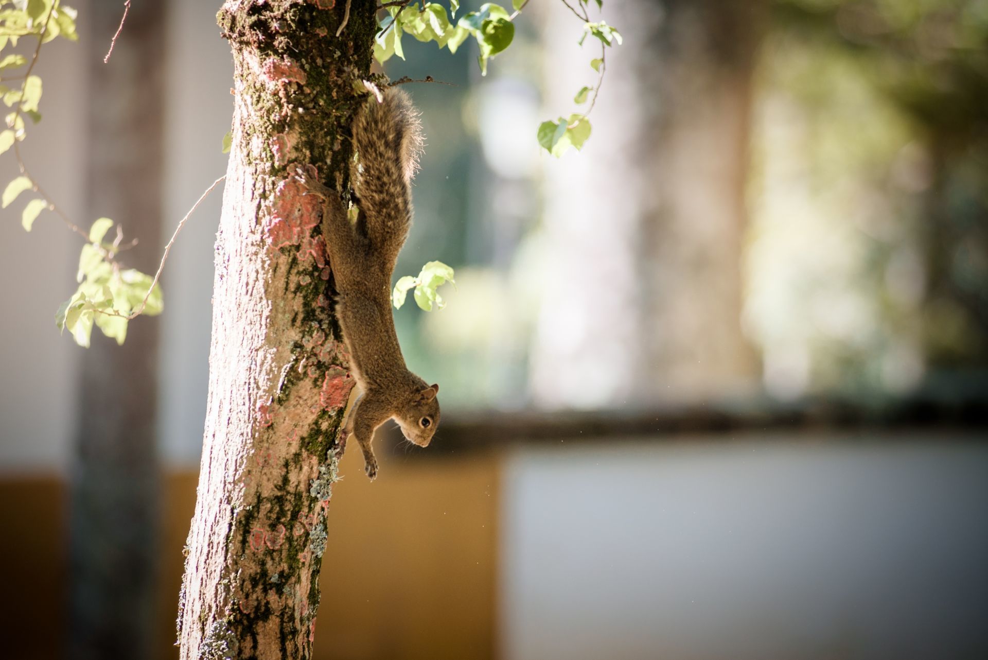 Foto Ensaio na fazenda Santa Barbara - Karin e Filipe - Imagem 14