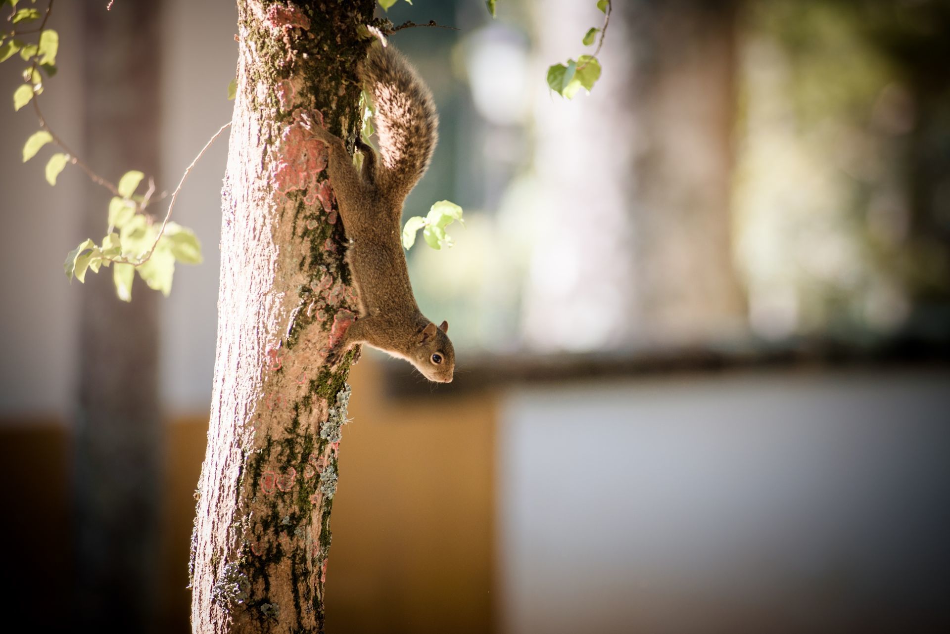 Foto Ensaio na fazenda Santa Barbara - Karin e Filipe - Imagem 15