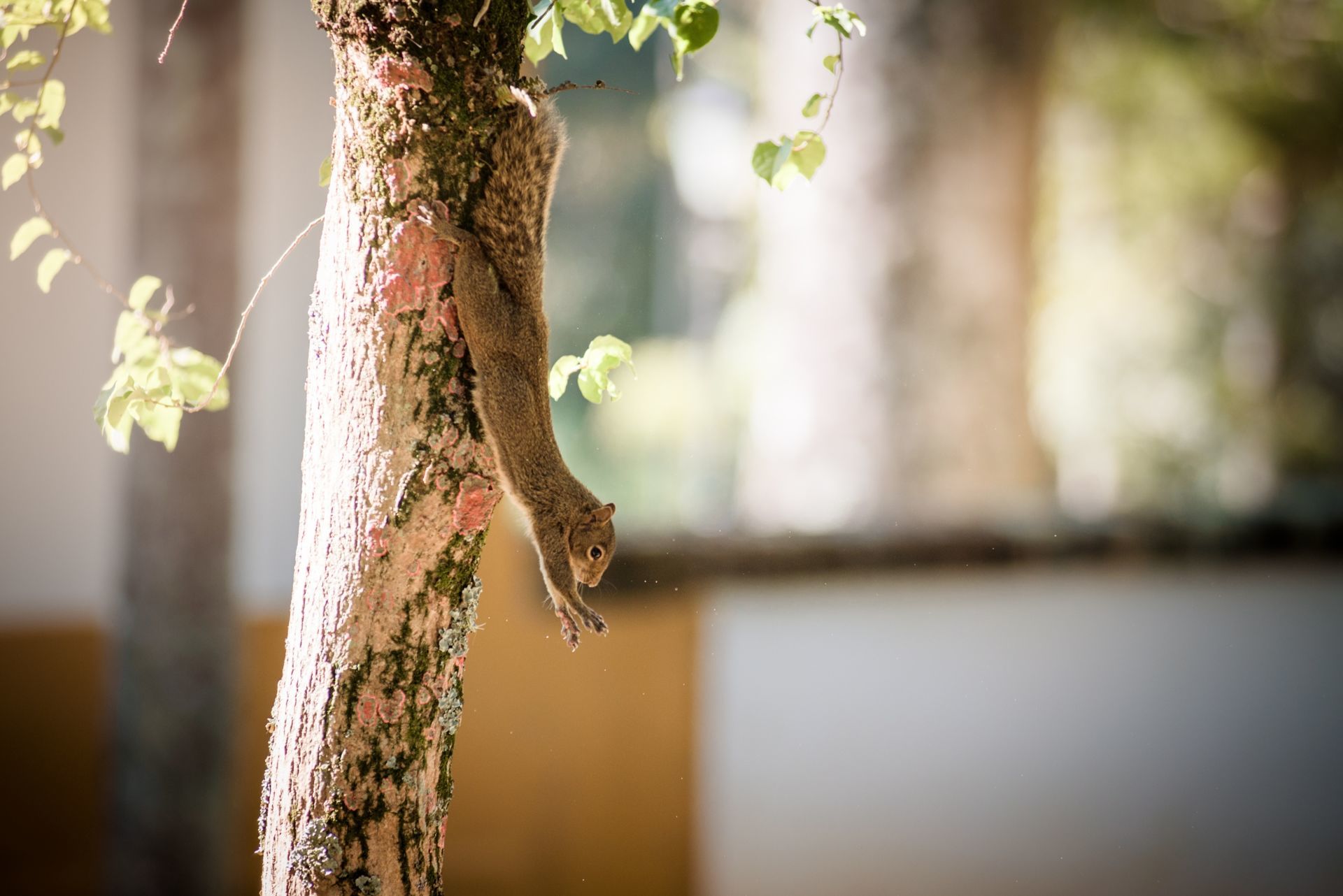 Foto Ensaio na fazenda Santa Barbara - Karin e Filipe - Imagem 13